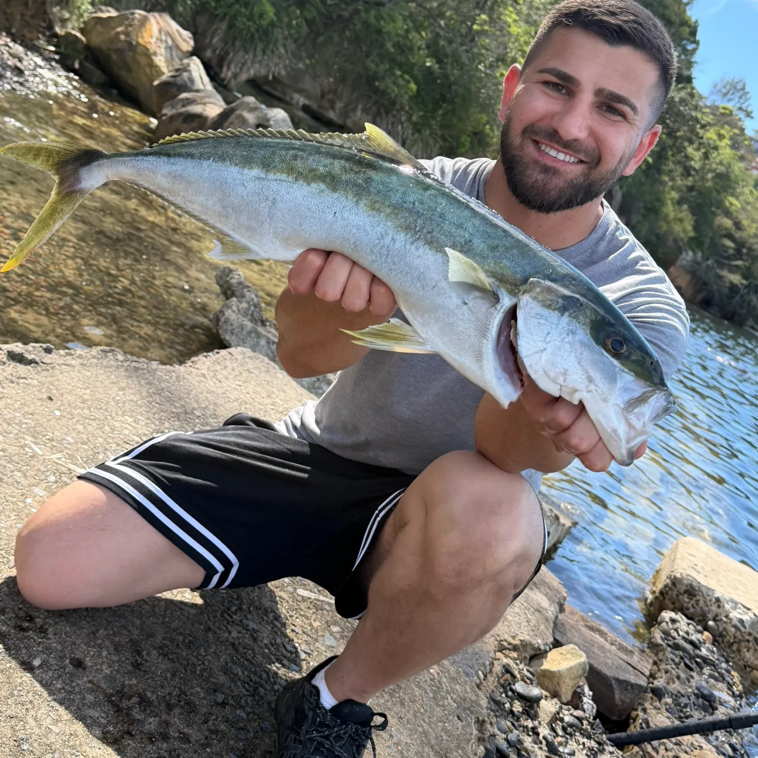 The most recent Southern yellowtail amberjack catches on Fishbrain