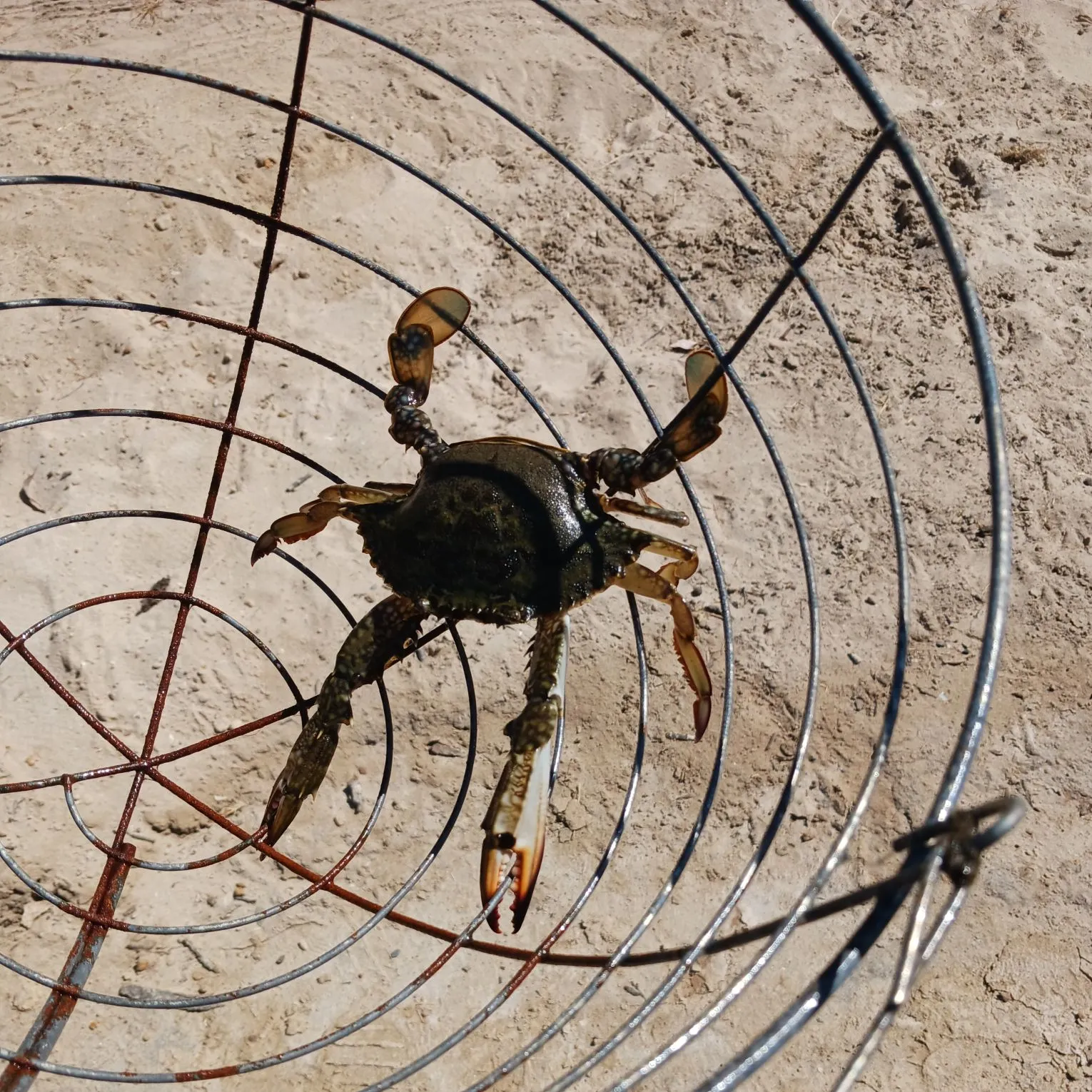 The most recent Blue swimmer crab catches on Fishbrain