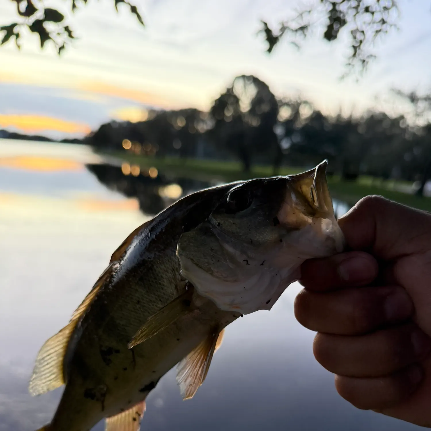 Butterfly peacock bass caught on Fishbrain