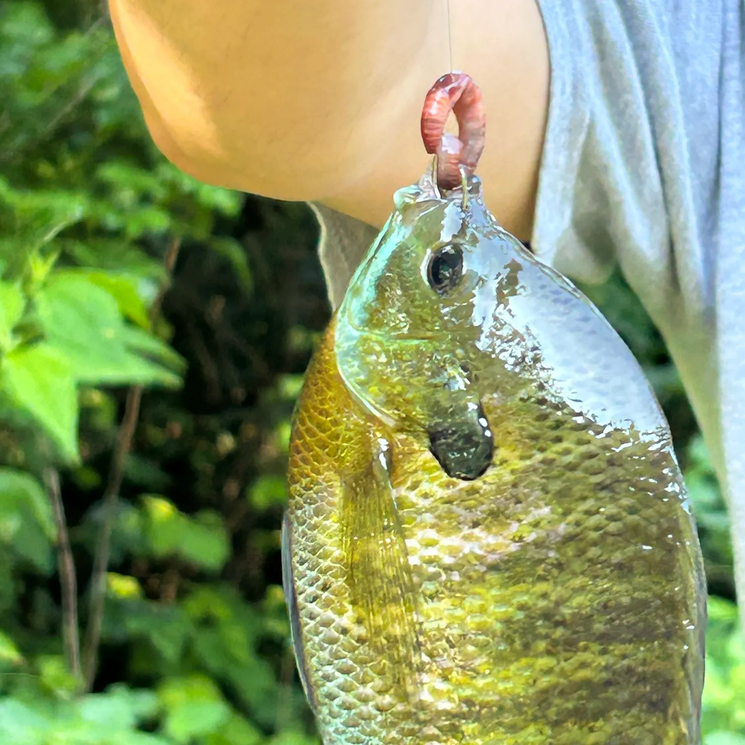 The most recent Redbreast sunfish catches on Fishbrain