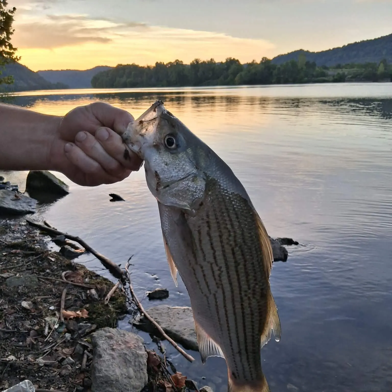 Wiper caught on Fishbrain
