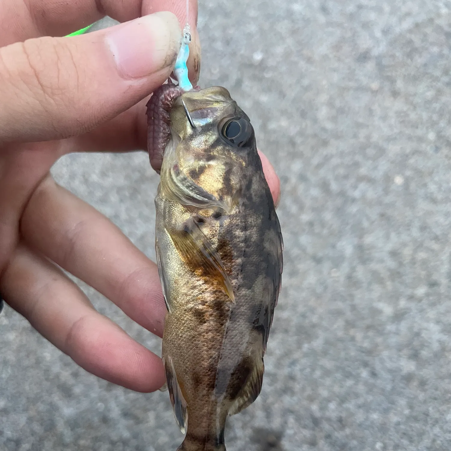 The most recent Japanese white seaperch catches on Fishbrain