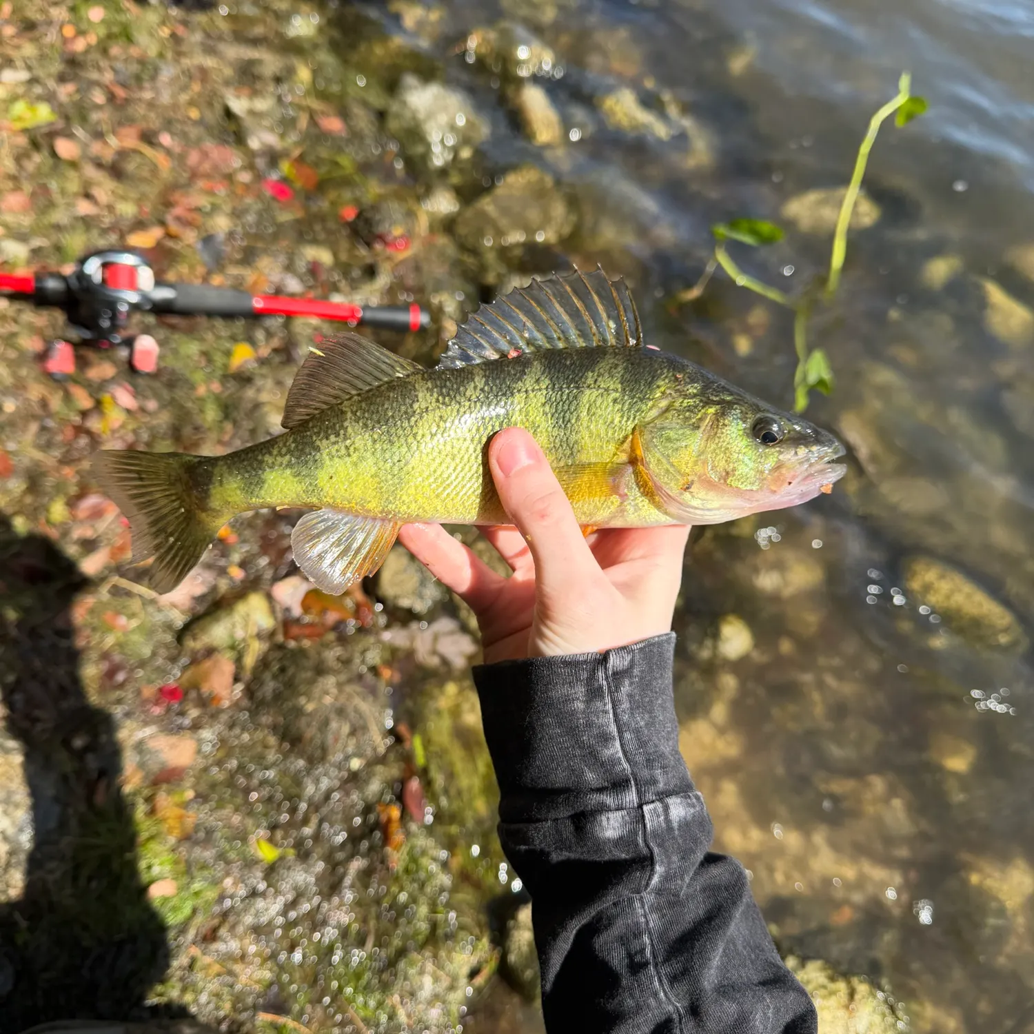 Yellow perch caught on Fishbrain