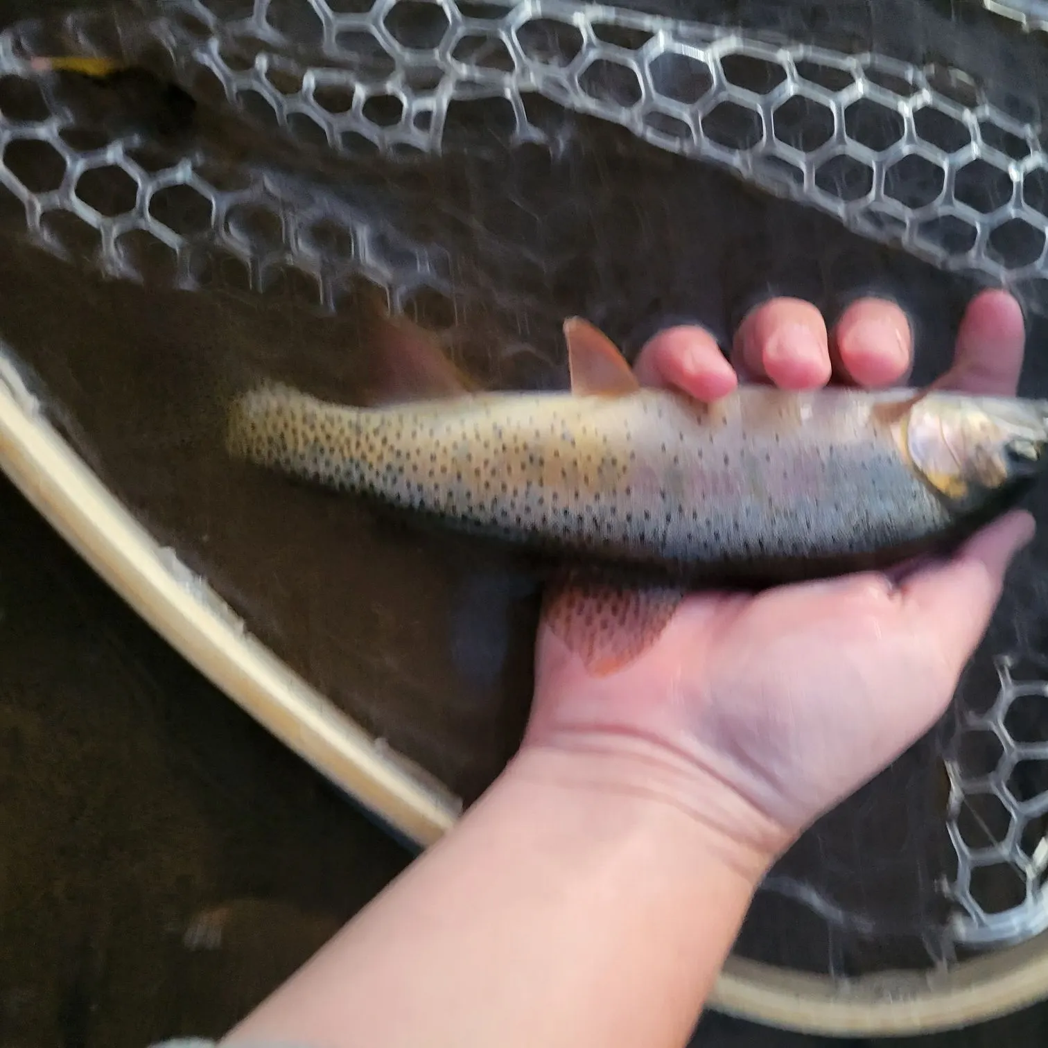 Snake River fine-spotted cutthroat trout caught on Fishbrain