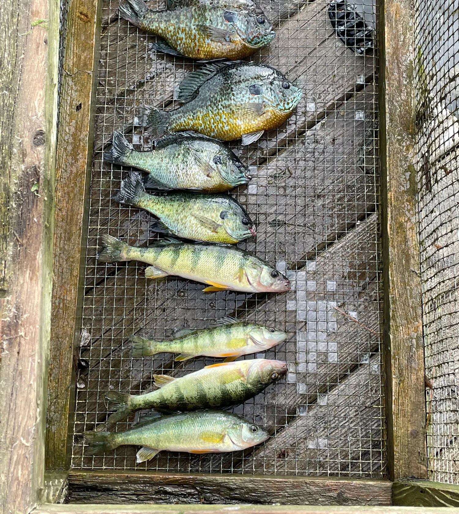 recently logged catches