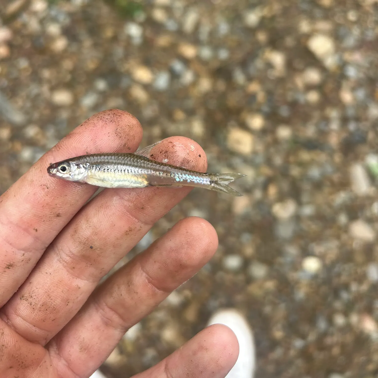 The most recent Swallowtail shiner catches on Fishbrain