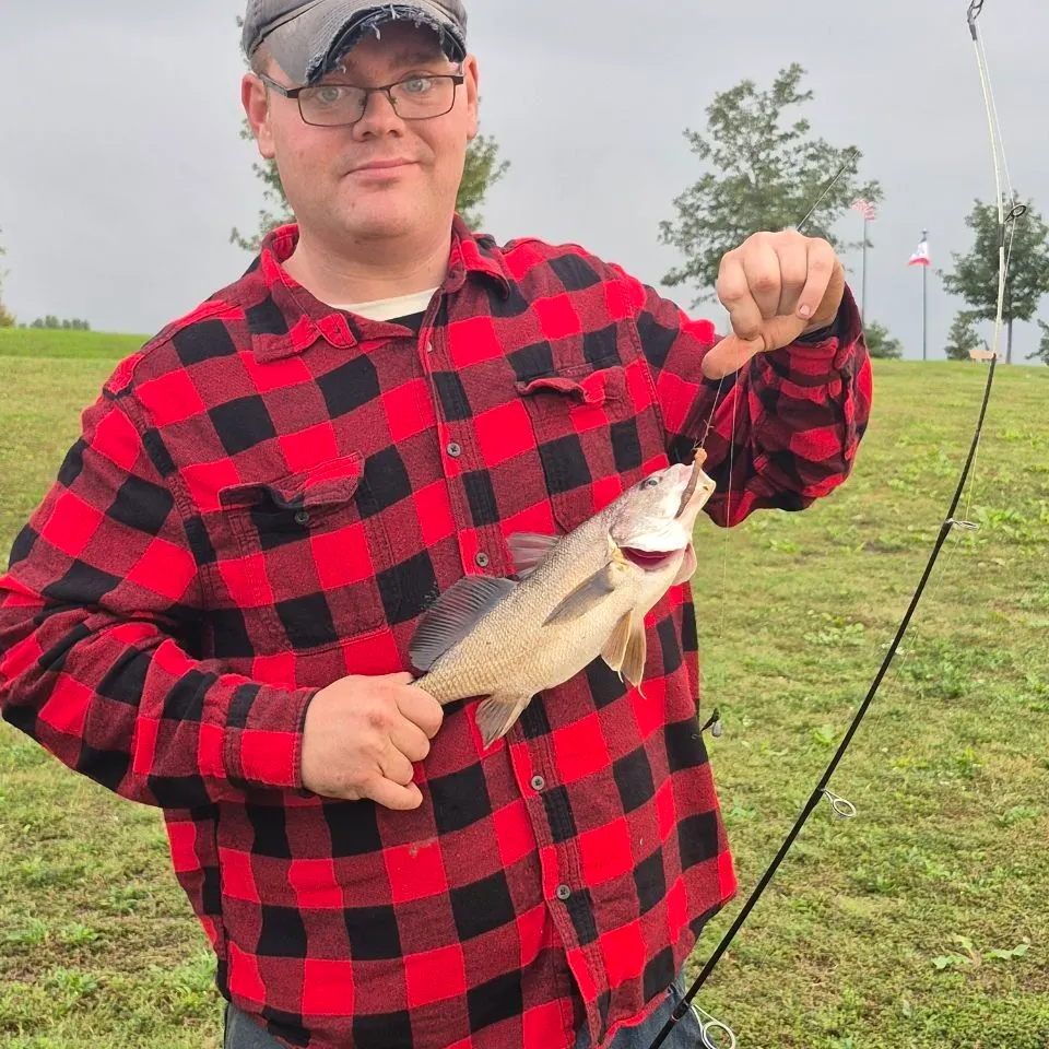 Freshwater drum caught on Fishbrain