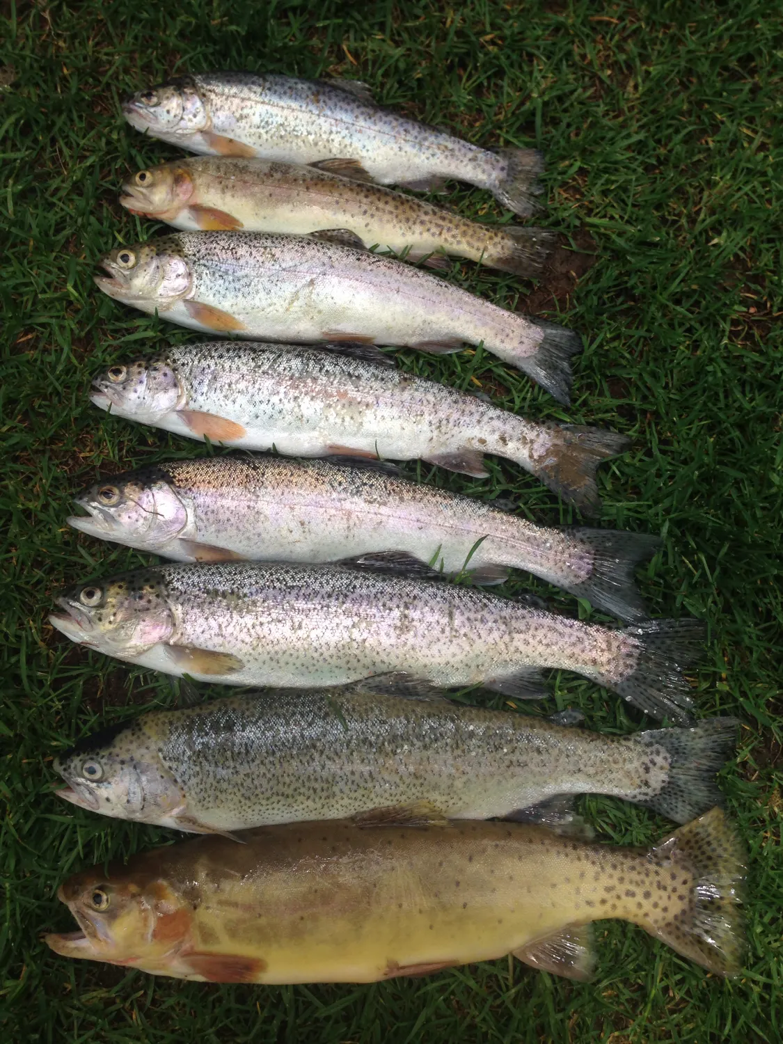 recently logged catches