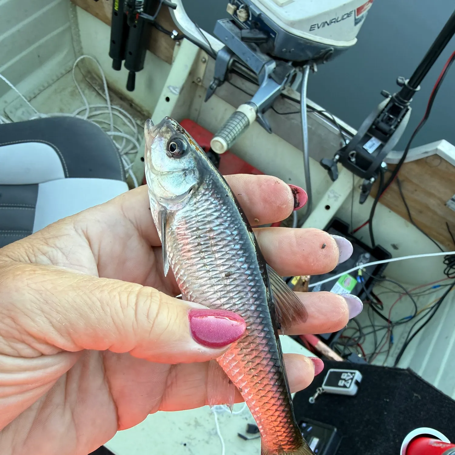 The most recent Common shiner catches on Fishbrain