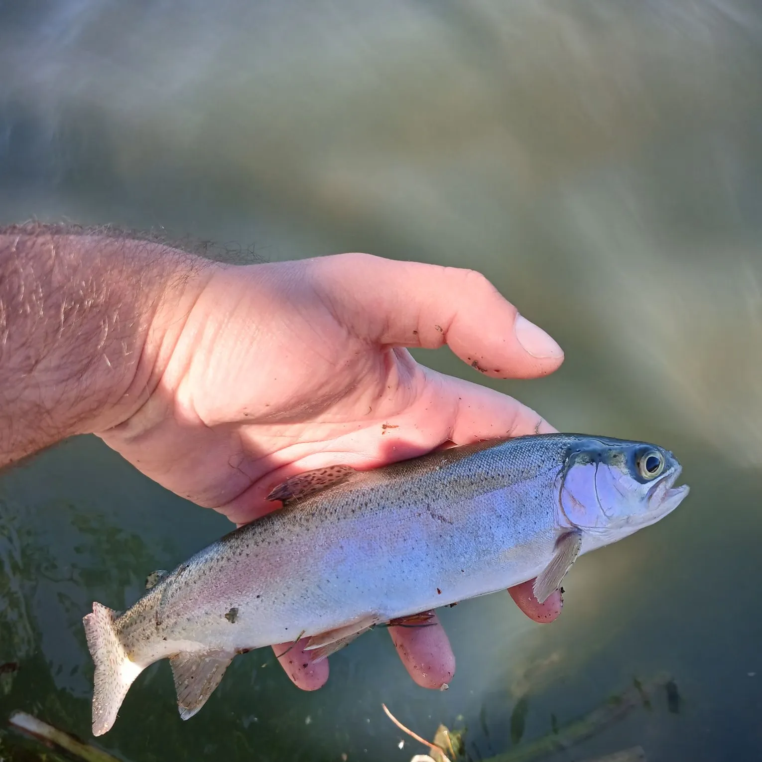Rainbow trout caught on Fishbrain
