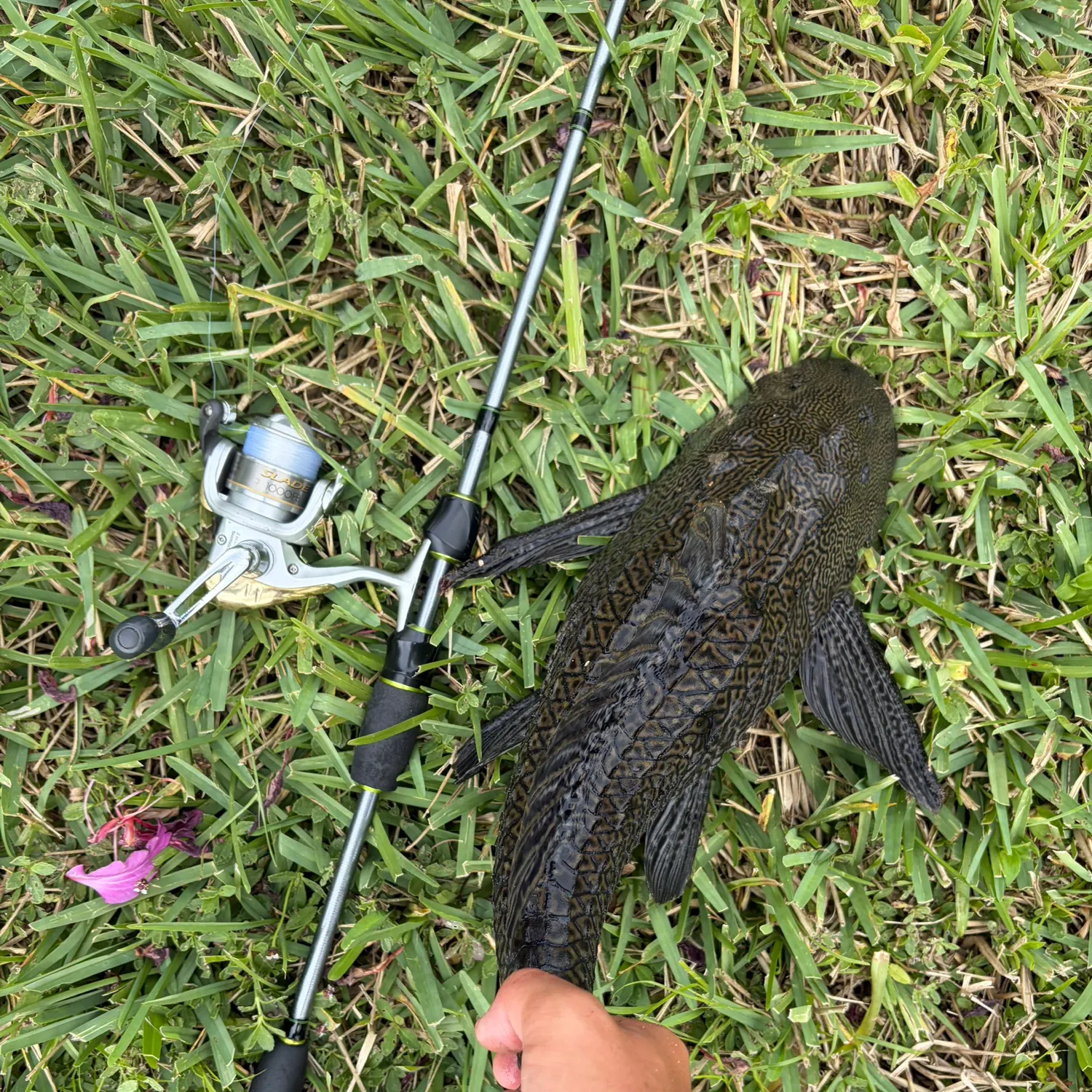 The most recent Suckermouth catfish catches on Fishbrain