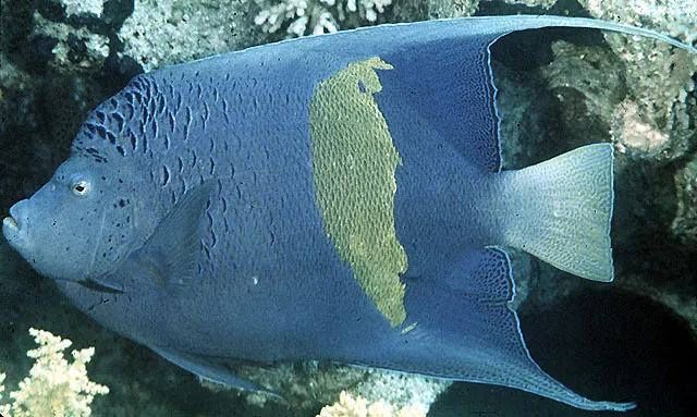 Yellowbar angelfish