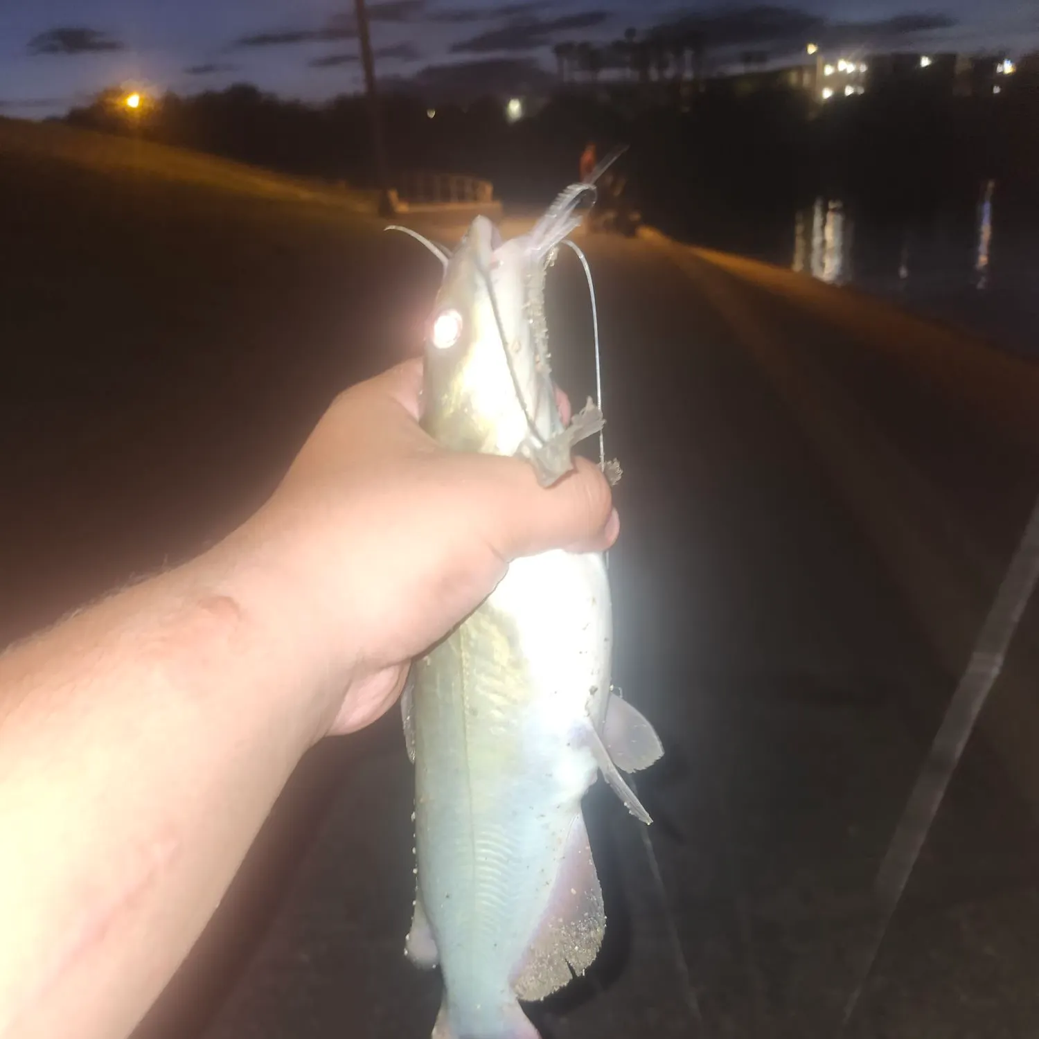 best lures fishing catalina Big Fork Top Cat Surface Bait – Musky Shop Catalina Island fishing: Baitfish-Focused Bass