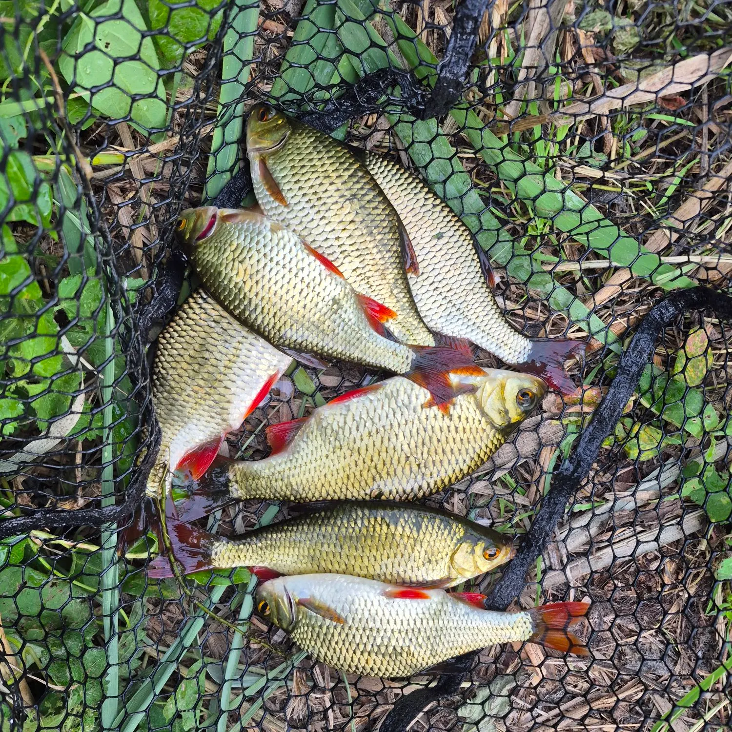 Common rudd caught on Fishbrain