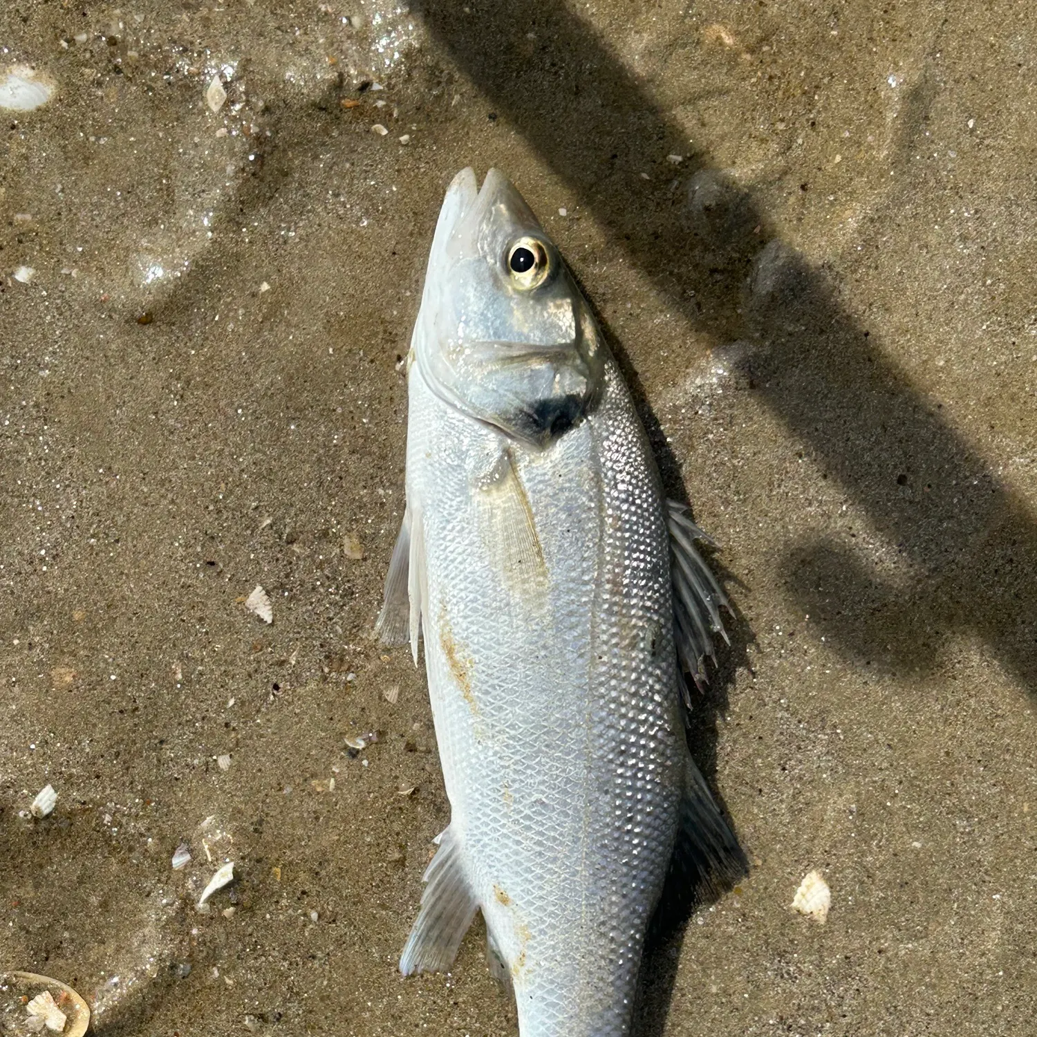 European seabass caught on Fishbrain