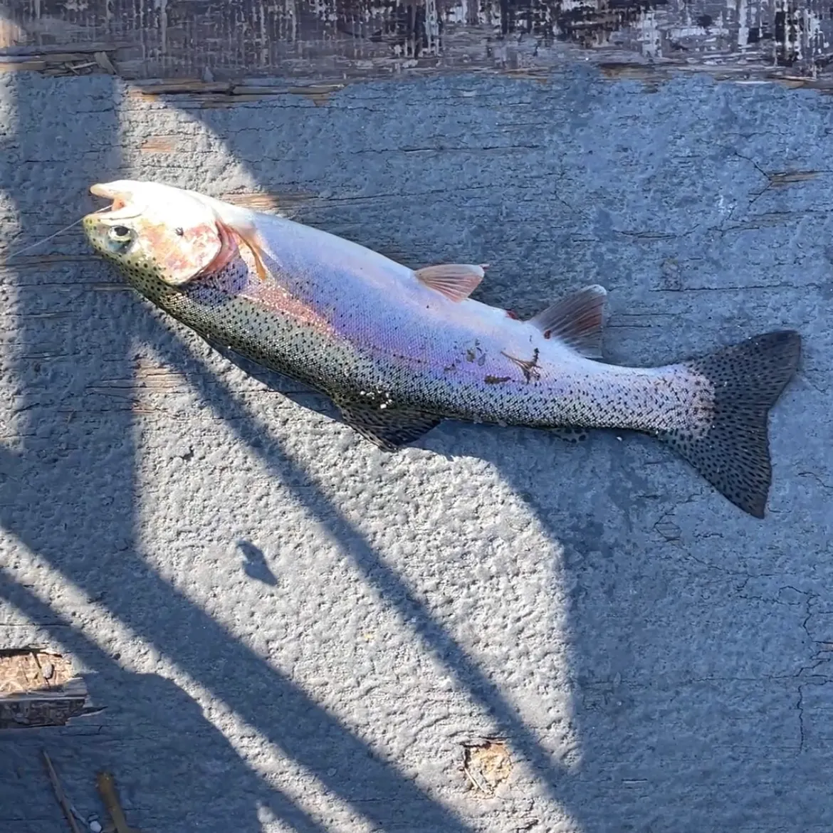 Rainbow trout caught on Fishbrain