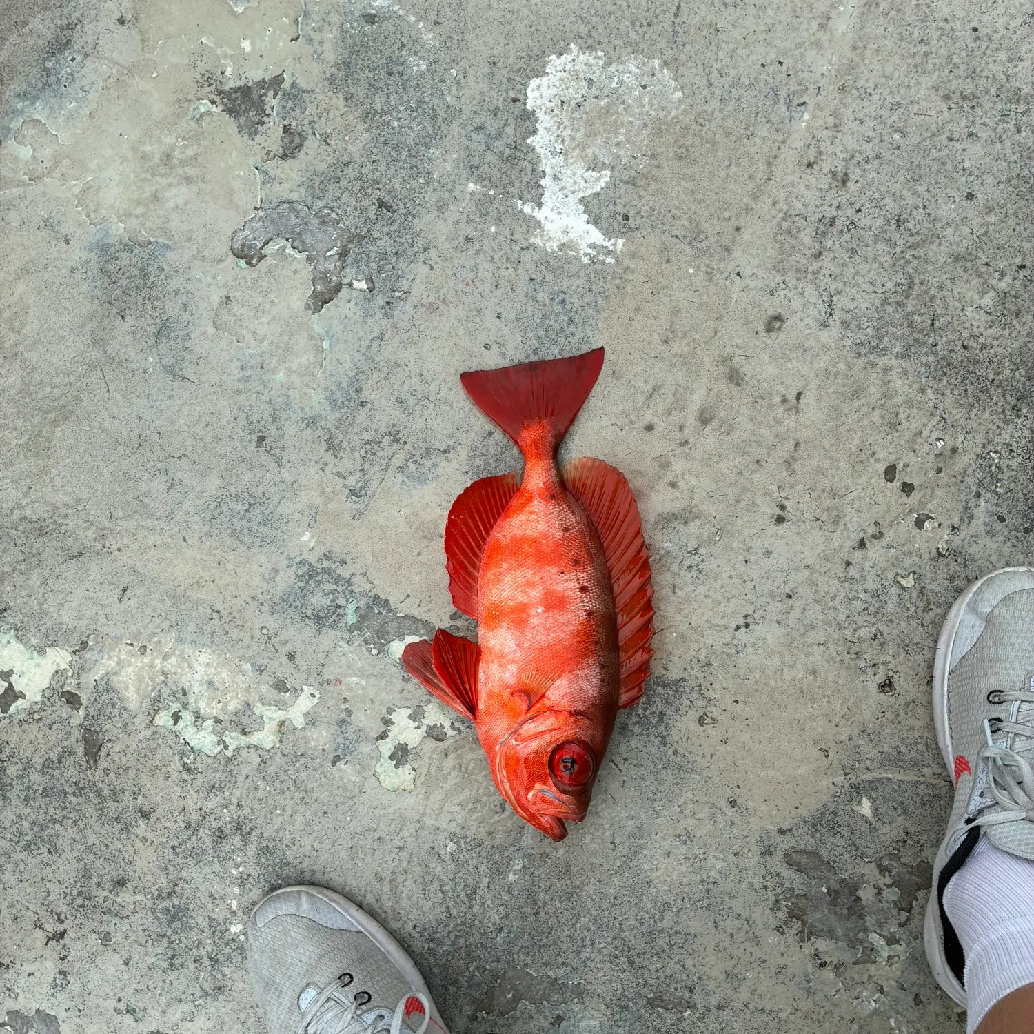 The most recent Red grouper catches on Fishbrain