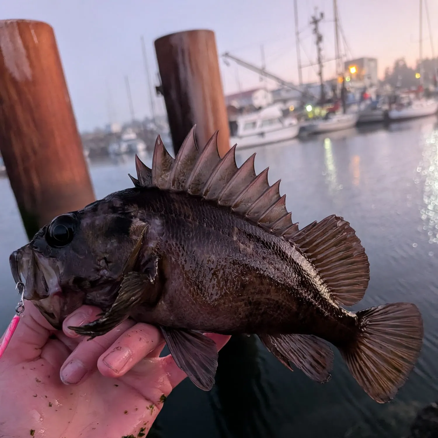 The most recent Quillback rockfish catches on Fishbrain
