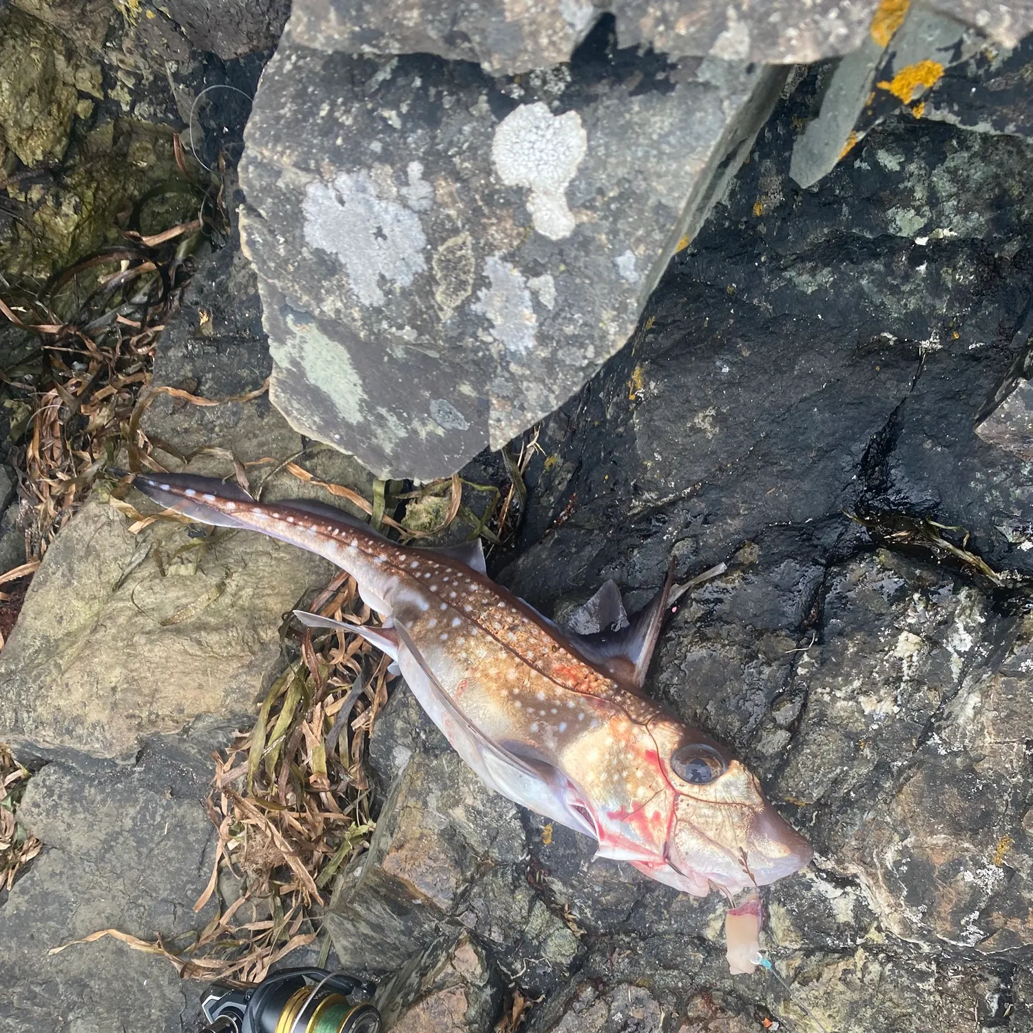 The most recent Ratfish catches on Fishbrain
