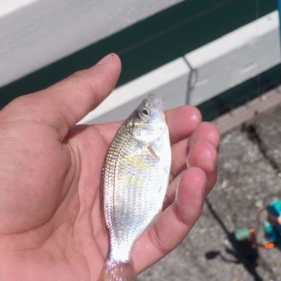 The most recent White seaperch catches on Fishbrain