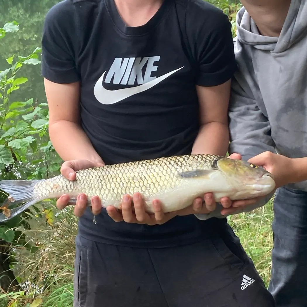European chub caught on Fishbrain