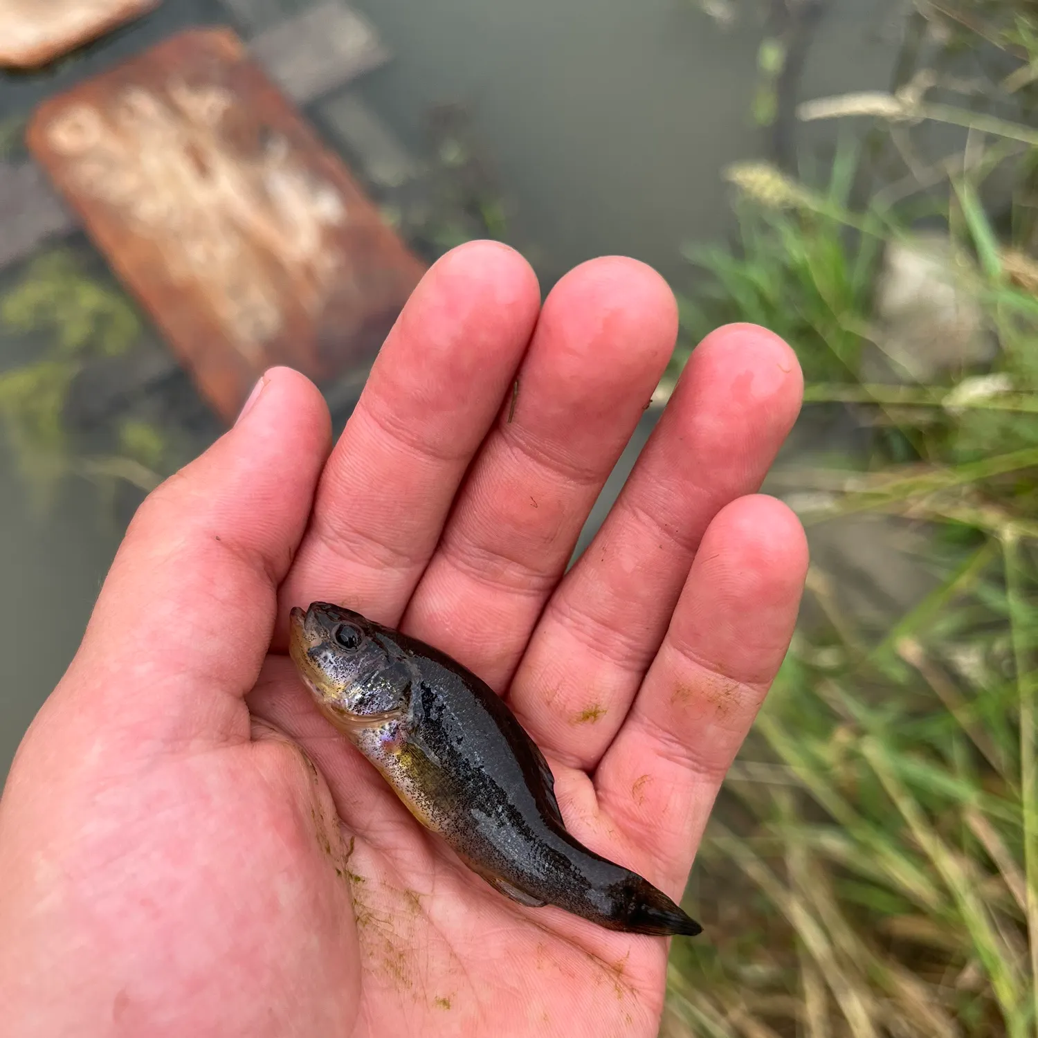 The most recent Yellowbelly pirate perch catches on Fishbrain
