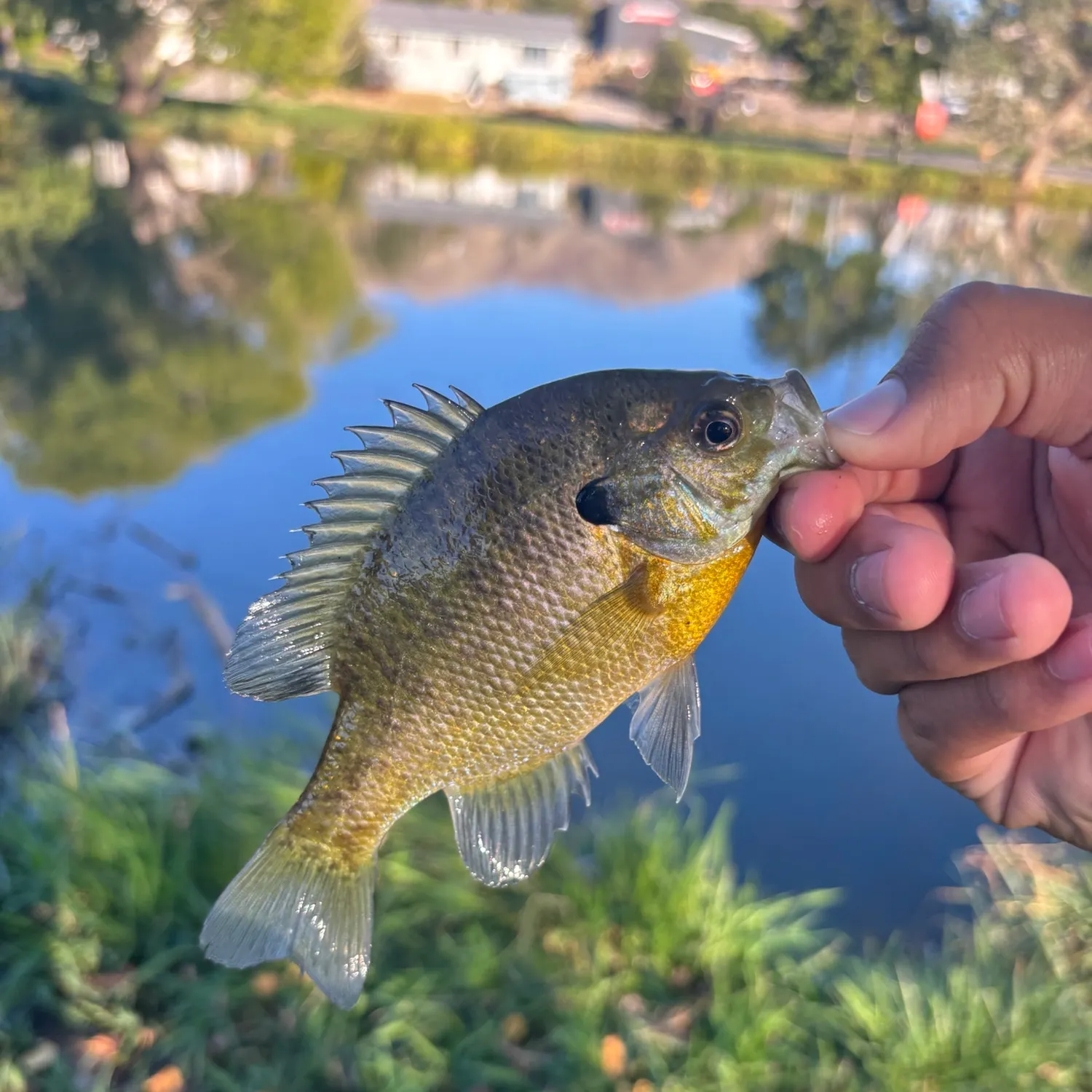 Bluegill caught on Fishbrain