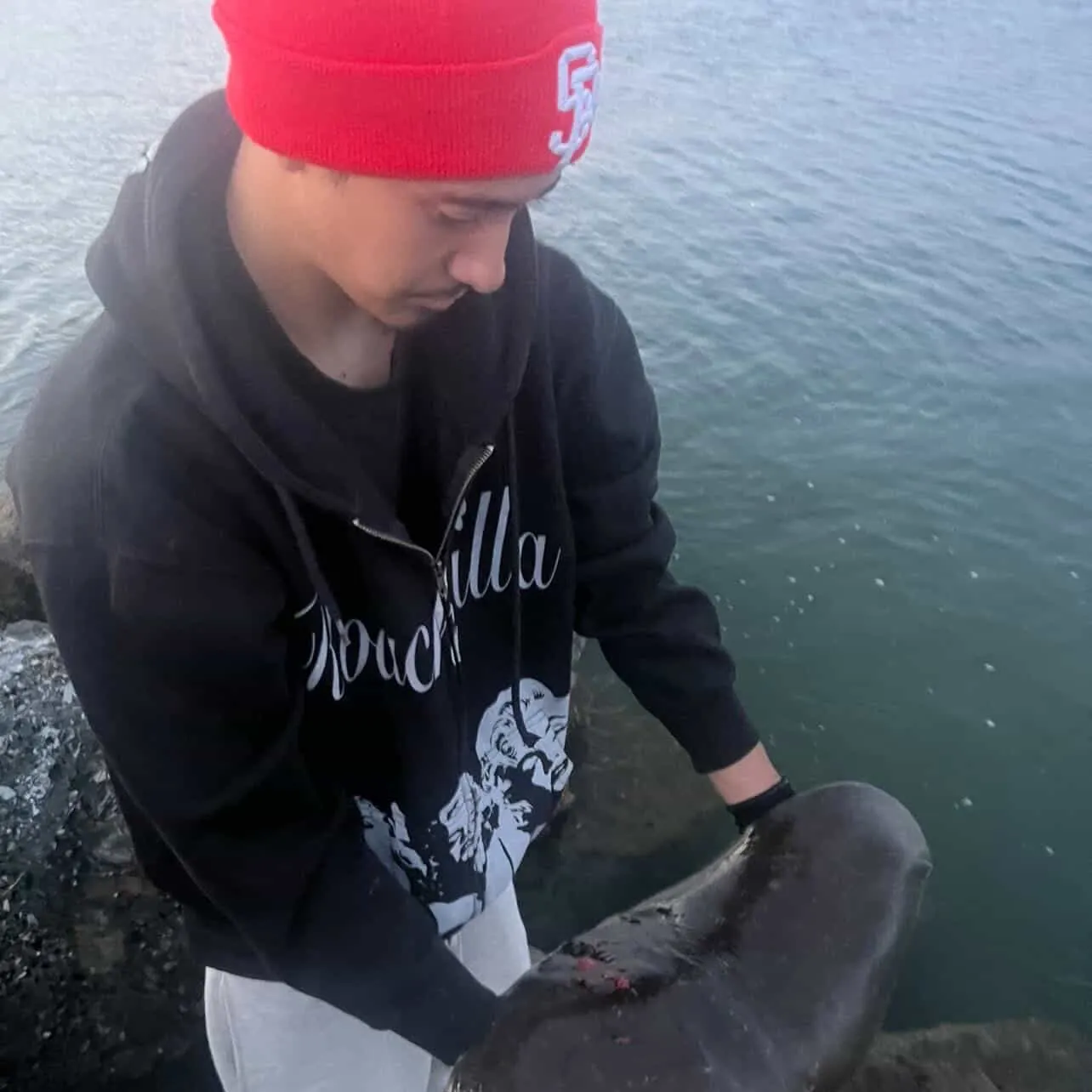 The most recent Spiny butterfly ray catches on Fishbrain
