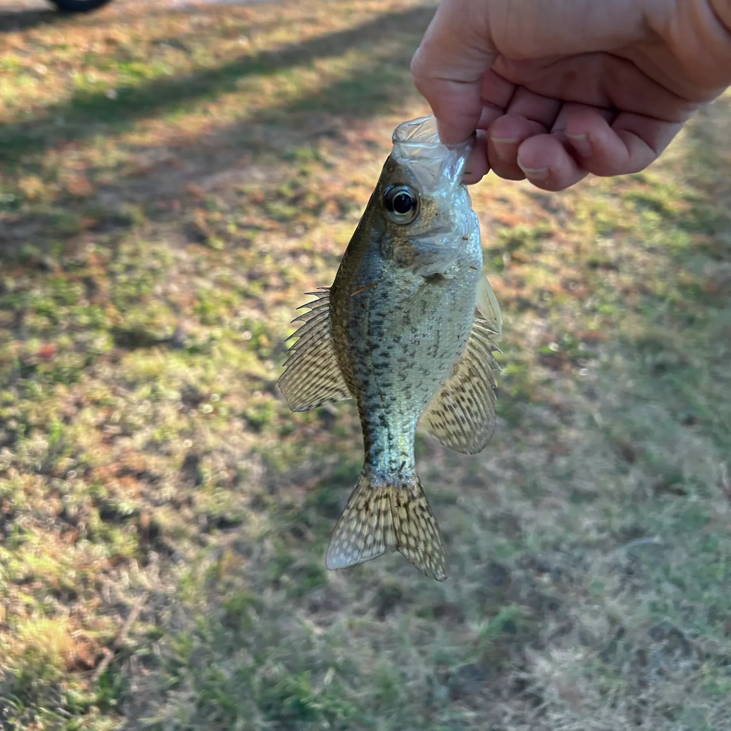 White crappie caught on Fishbrain