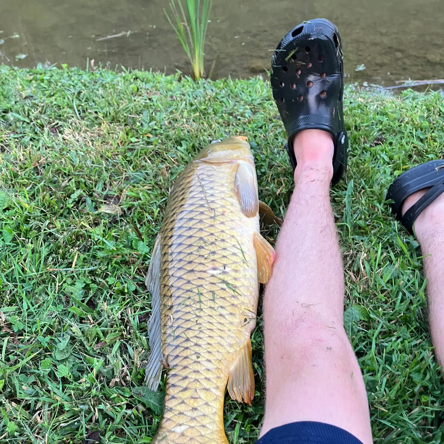 Common carp caught on Fishbrain