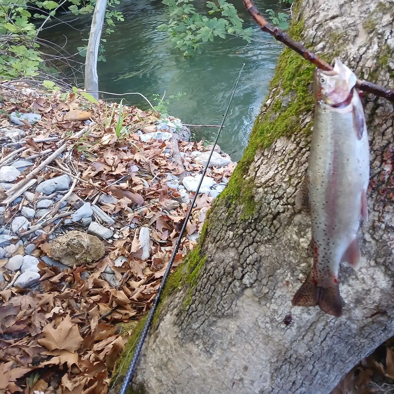 Rainbow trout caught on Fishbrain