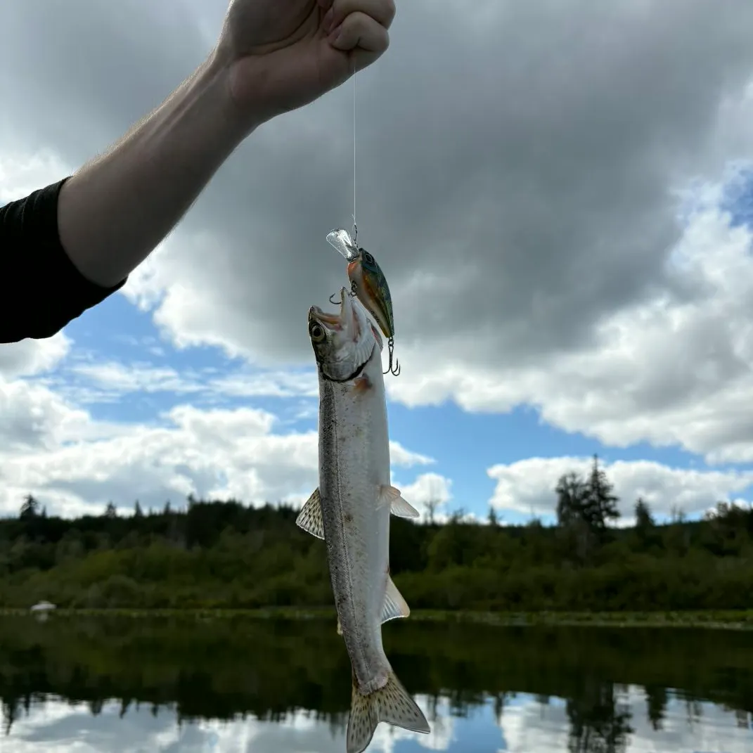 Coastal cutthroat trout caught on Fishbrain
