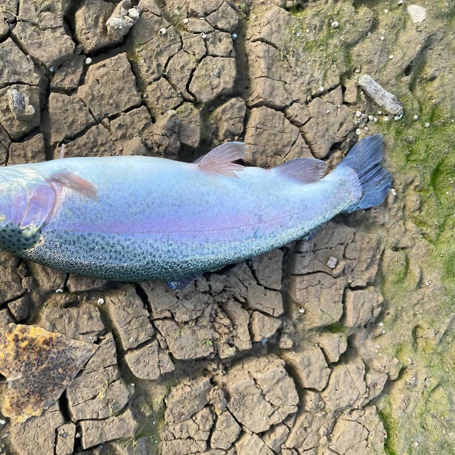 Rainbow trout caught on Fishbrain