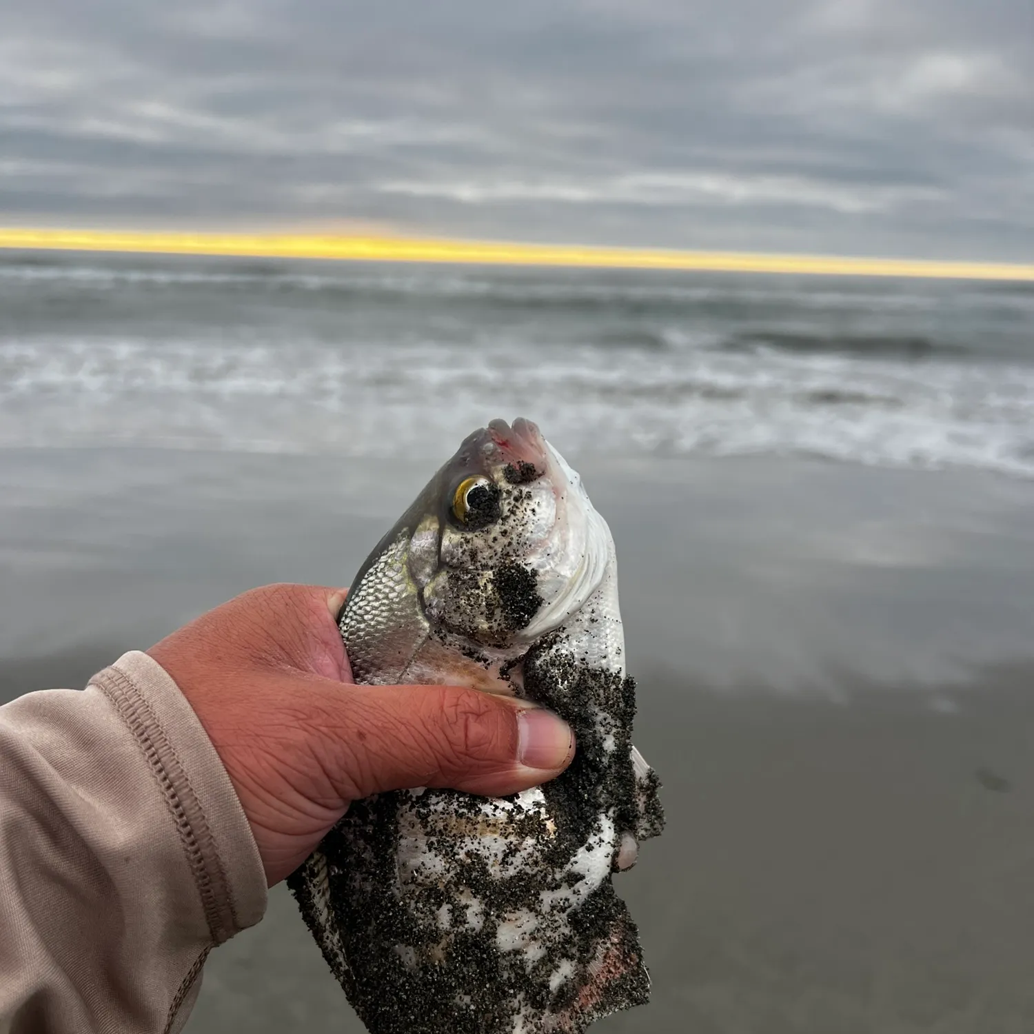 The most recent Redtail surfperch catches on Fishbrain