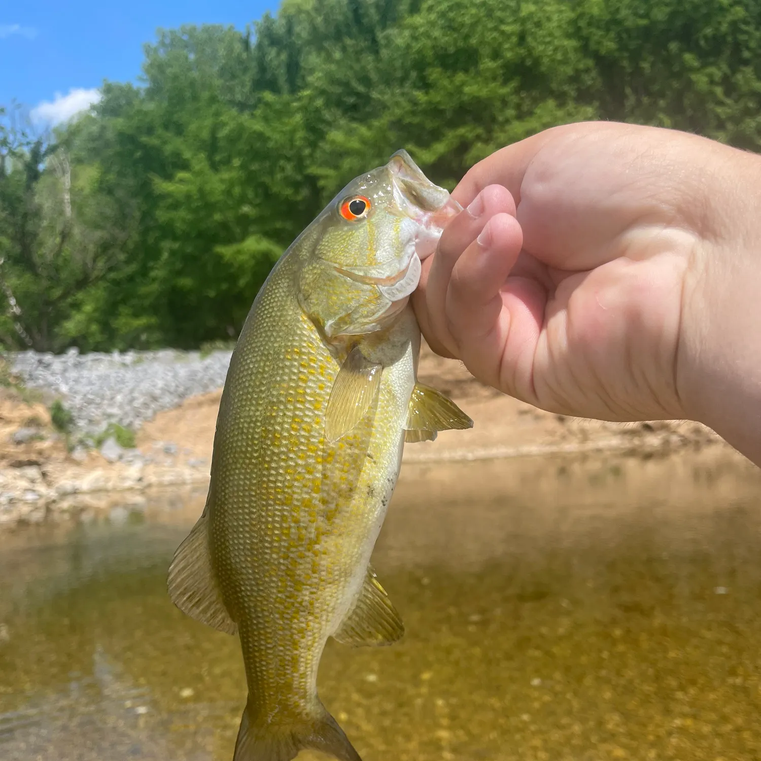 The most recent Smallmouth bass catches on Fishbrain