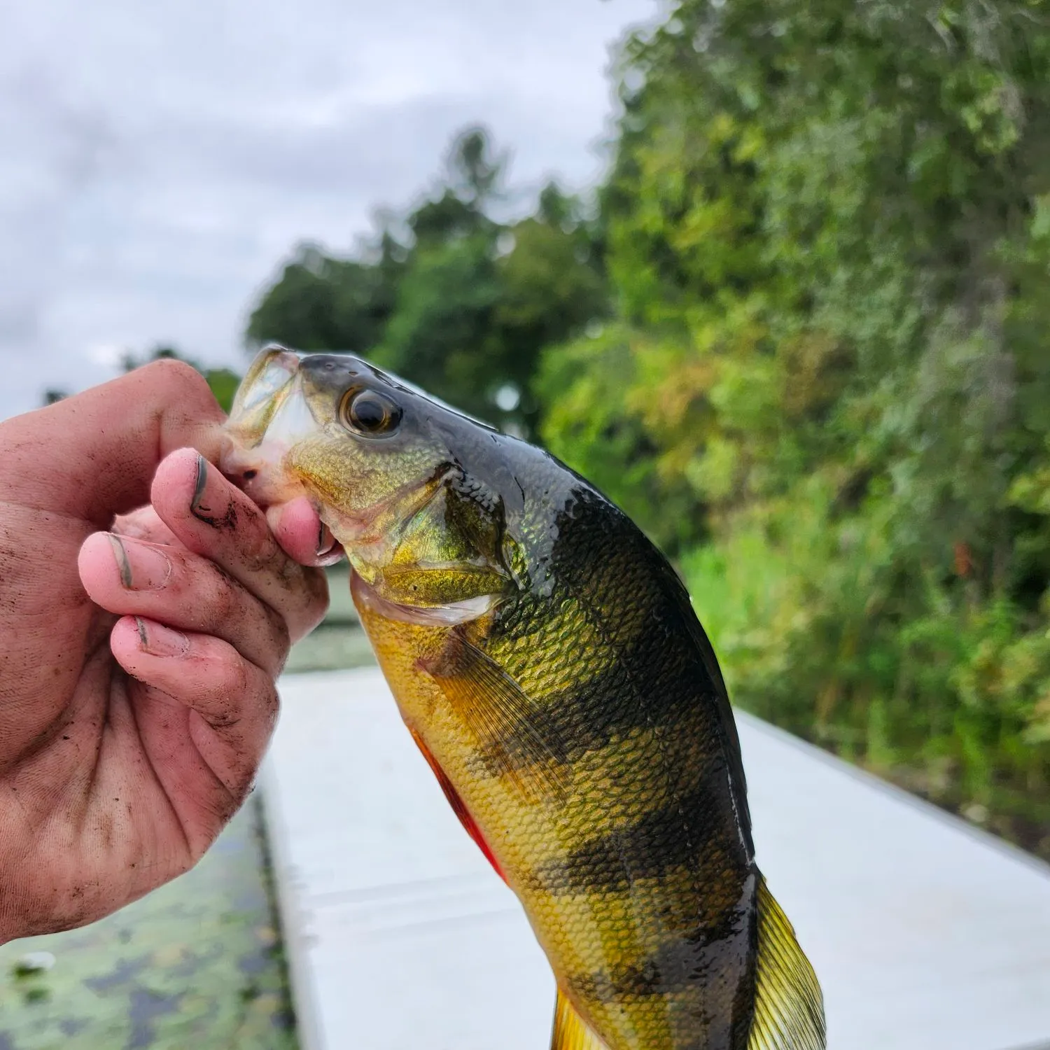 Yellow perch caught on Fishbrain