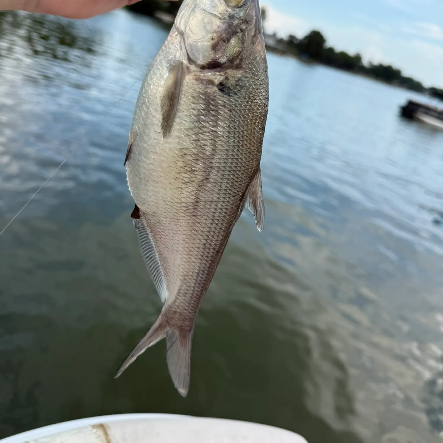 American gizzard shad caught on Fishbrain