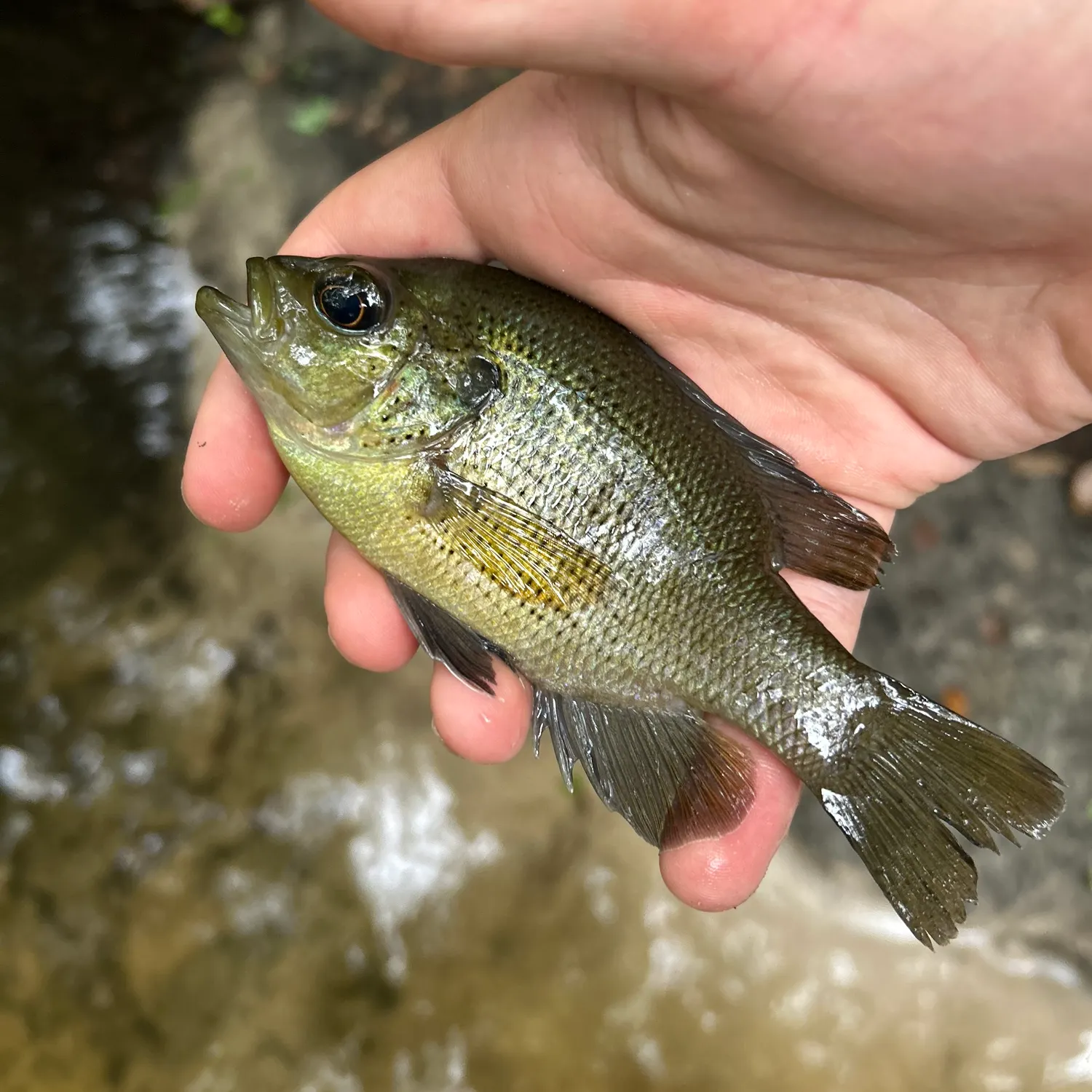 The most popular recent Spotted sunfish catch on Fishbrain