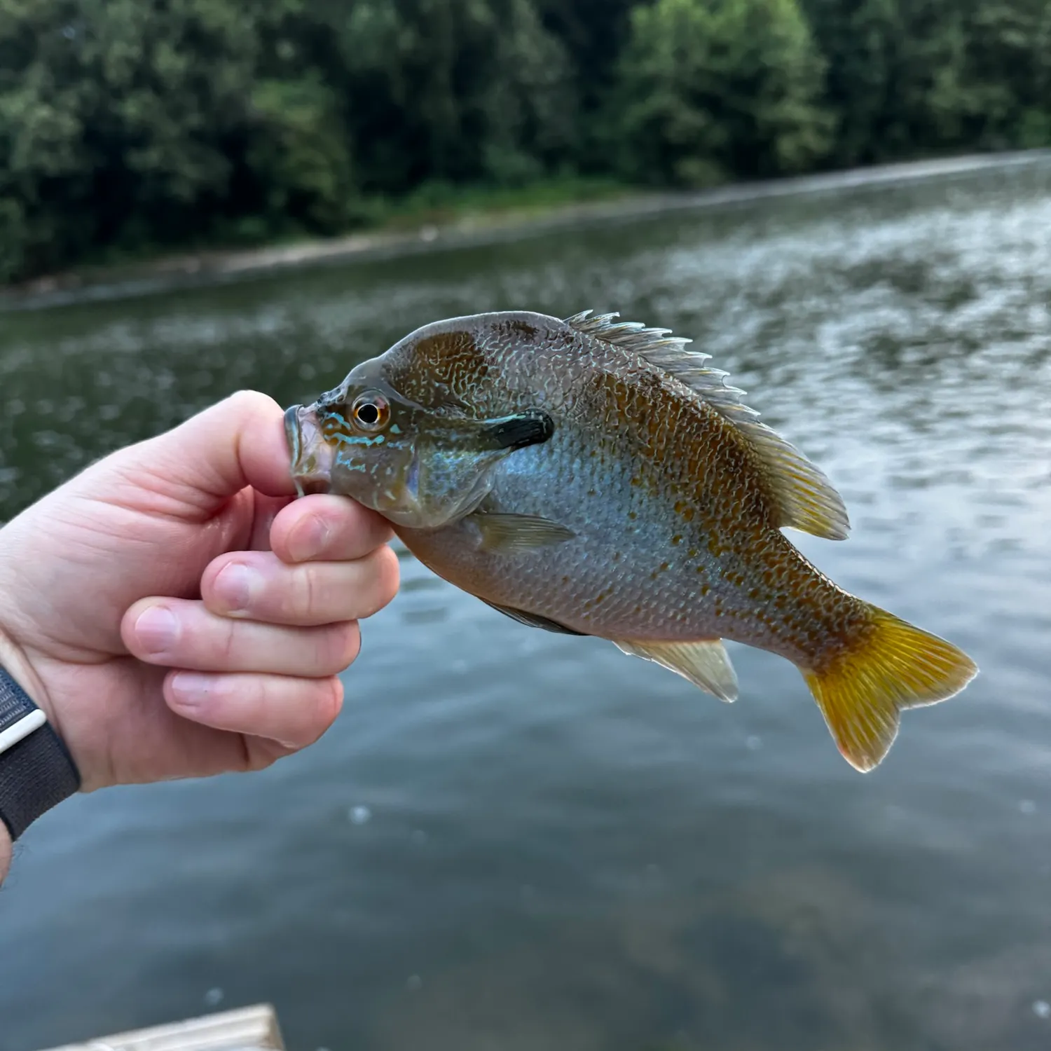 The most recent Redbreast sunfish catches on Fishbrain