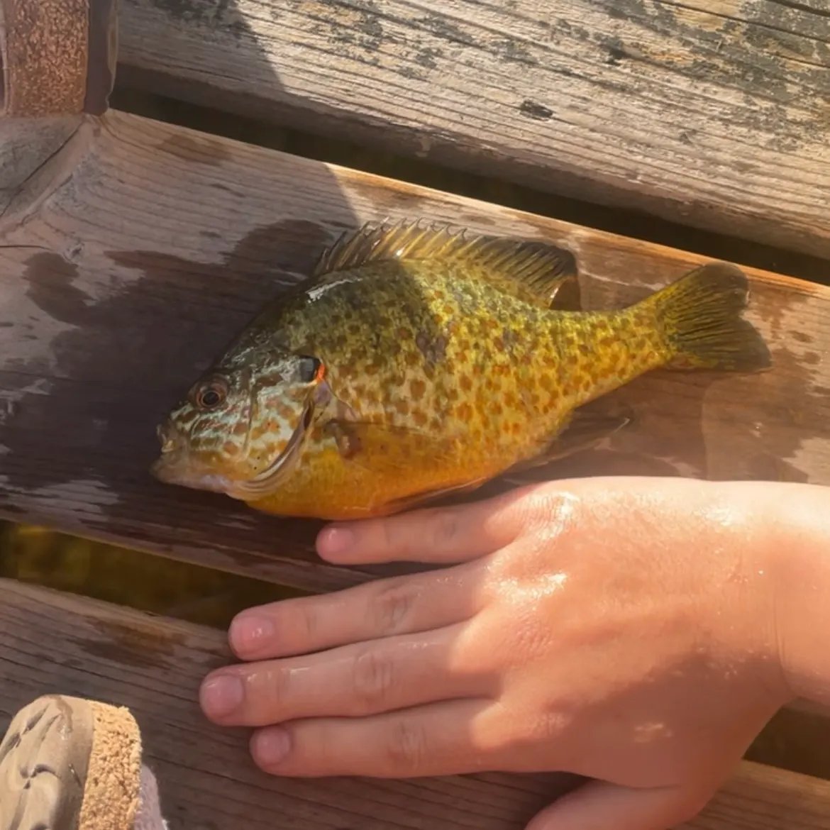 Pumpkinseed caught on Fishbrain