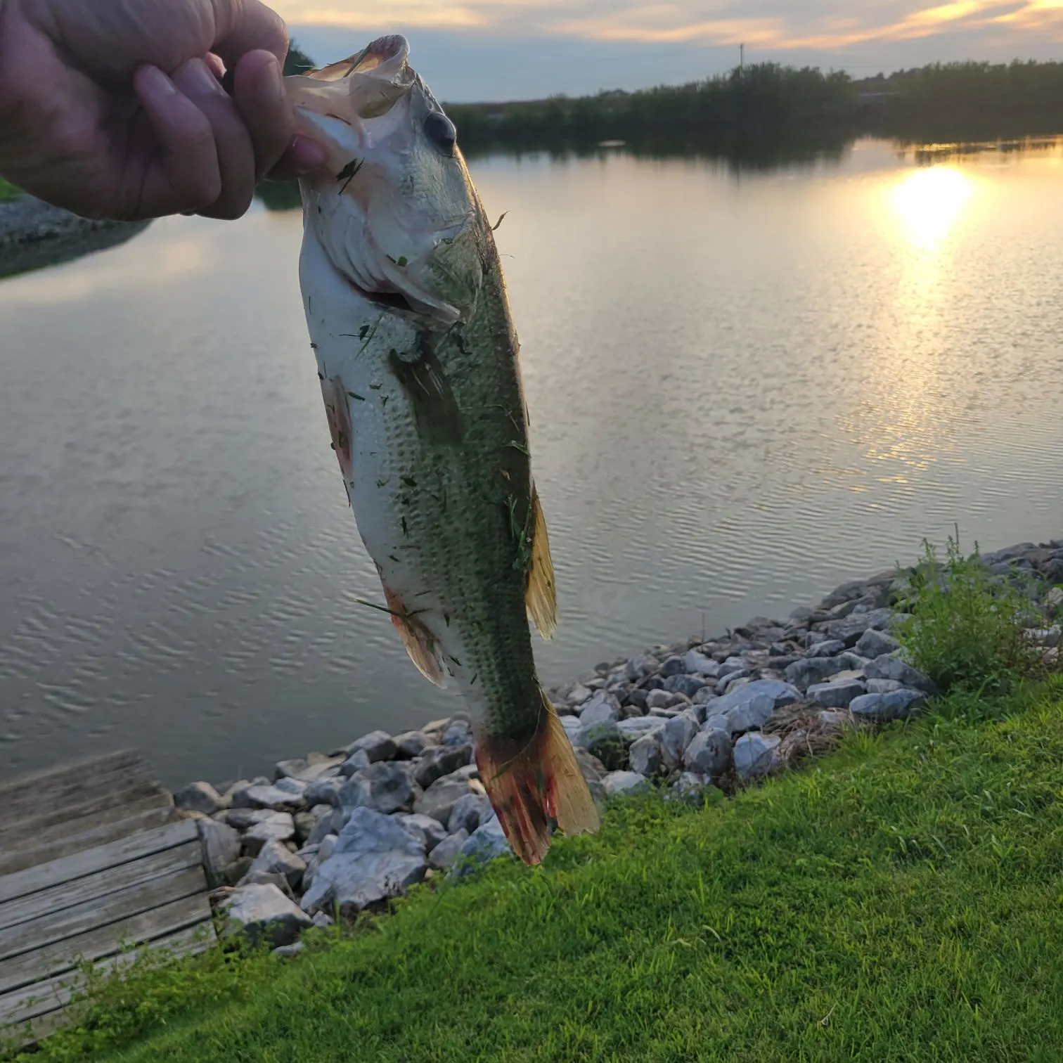 Largemouth bass caught on Fishbrain