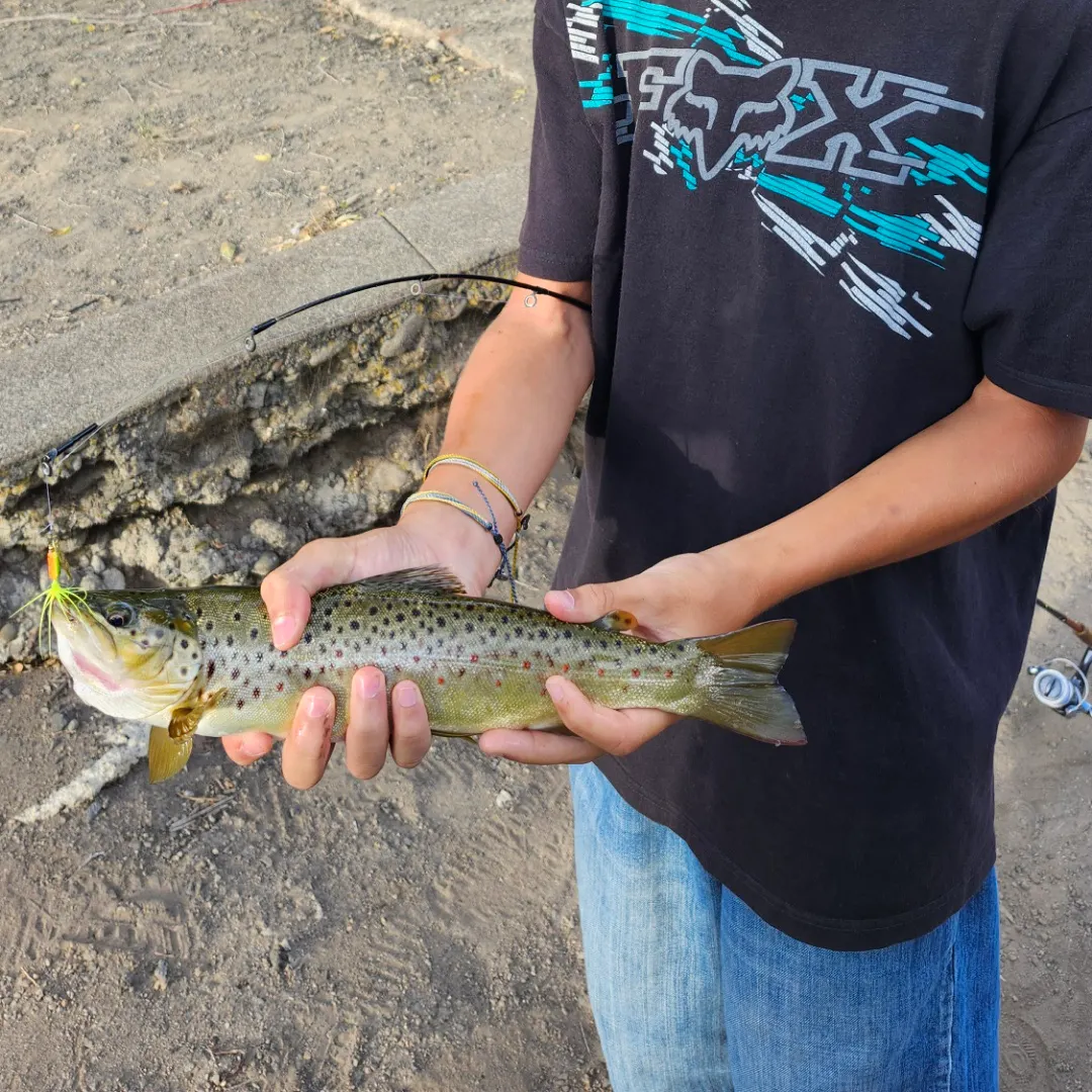 The most recent Brown trout catches on Fishbrain