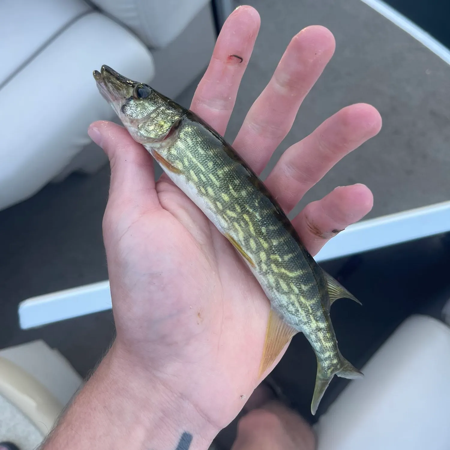 angler catch