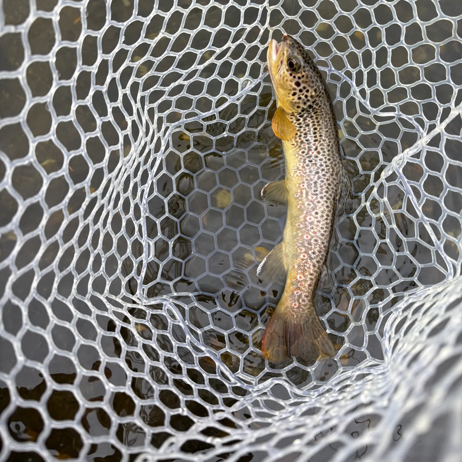 Brown trout caught on Fishbrain