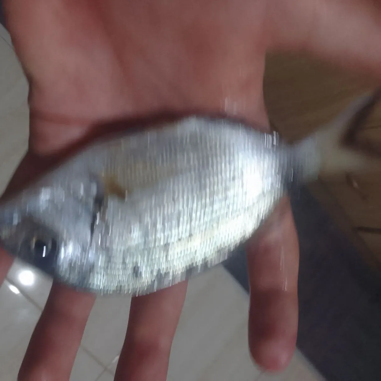 The most recent Common two-banded seabream catches on Fishbrain