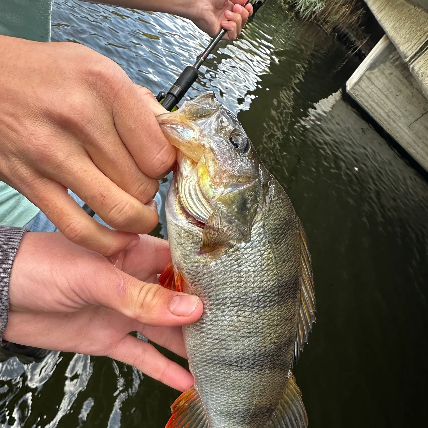 European perch caught on Fishbrain