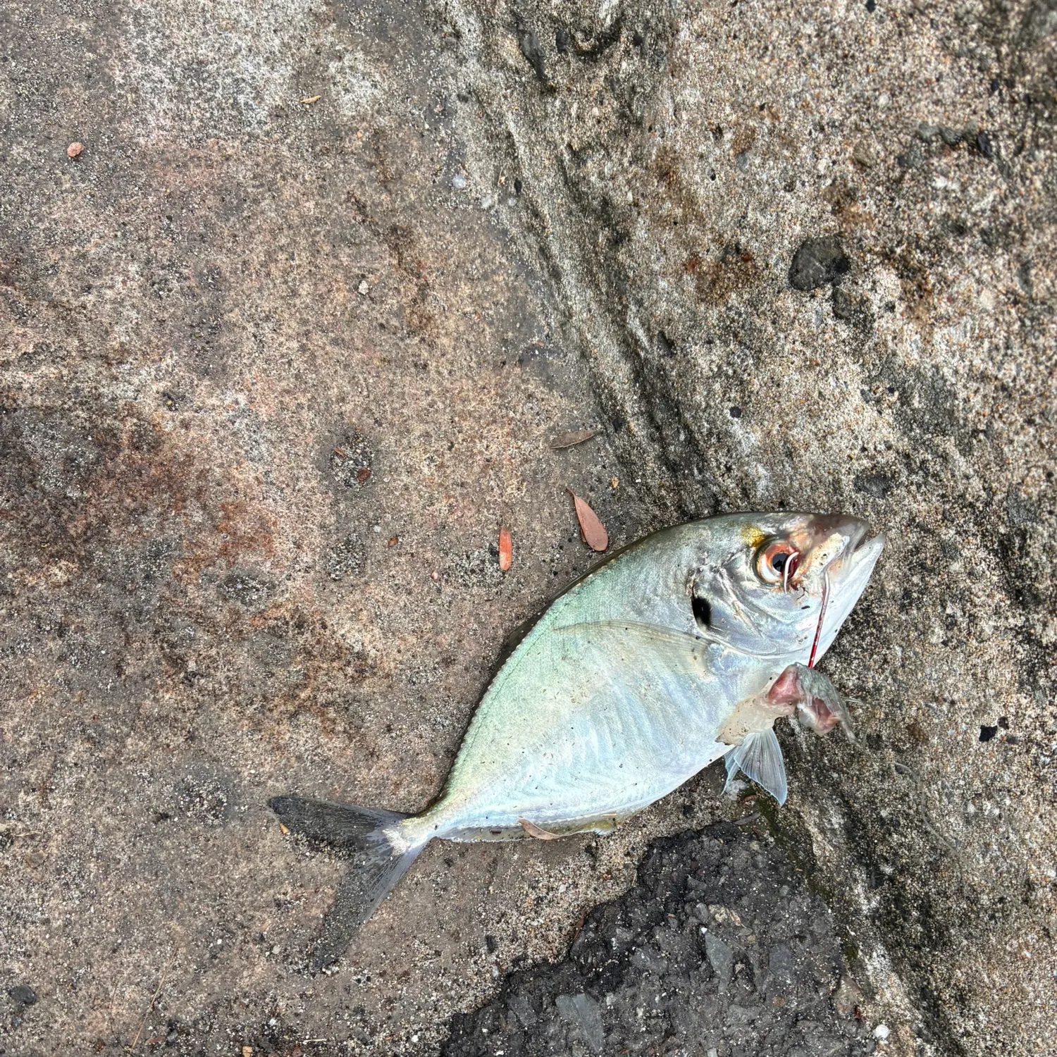 The most recent Silver trevally catches on Fishbrain