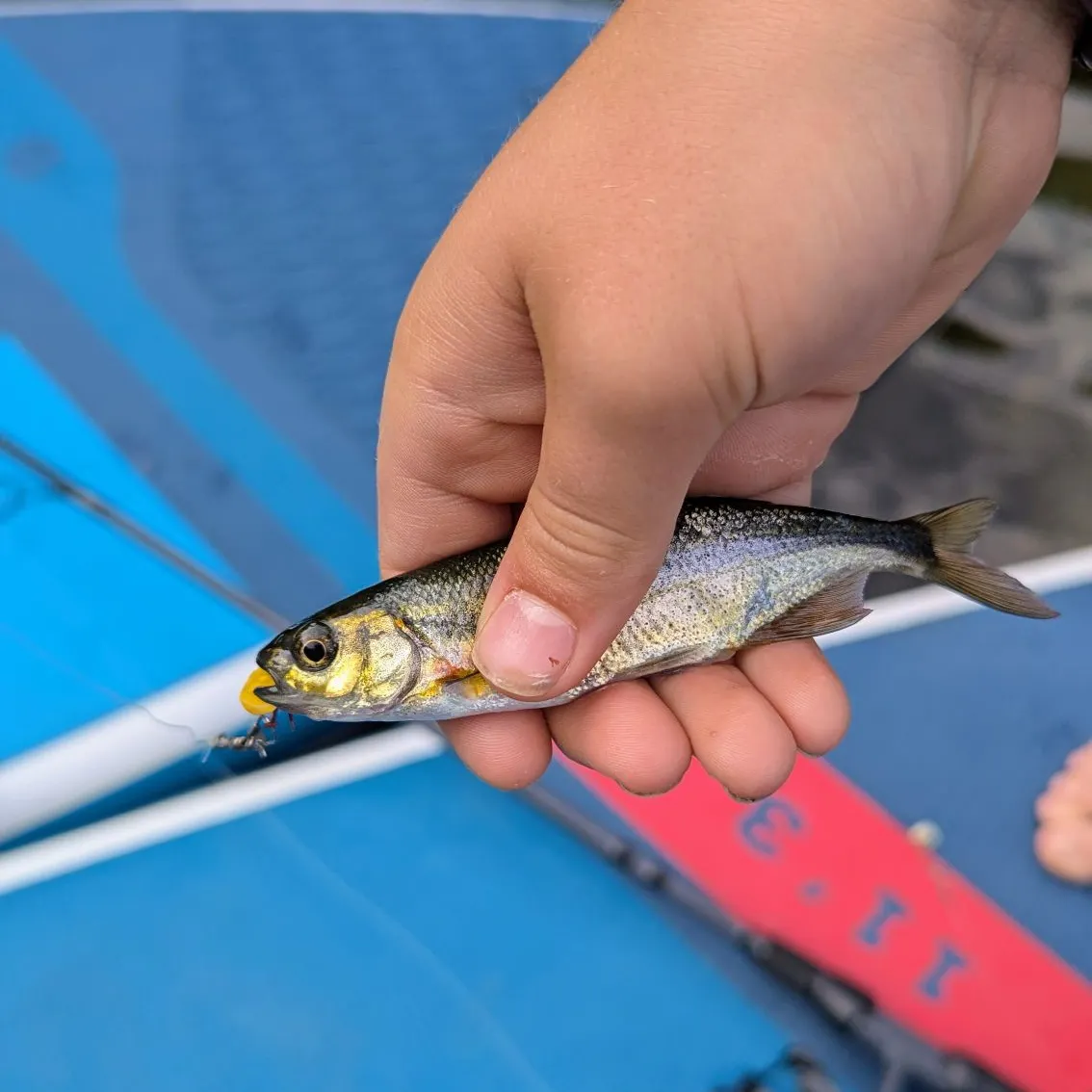 The most recent Redside shiner catches on Fishbrain