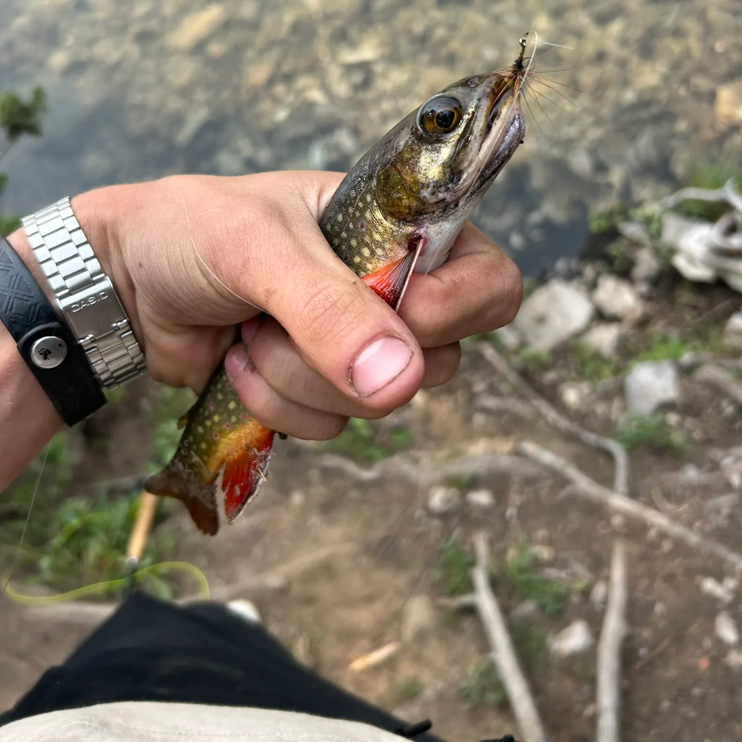 Brook trout caught on Fishbrain
