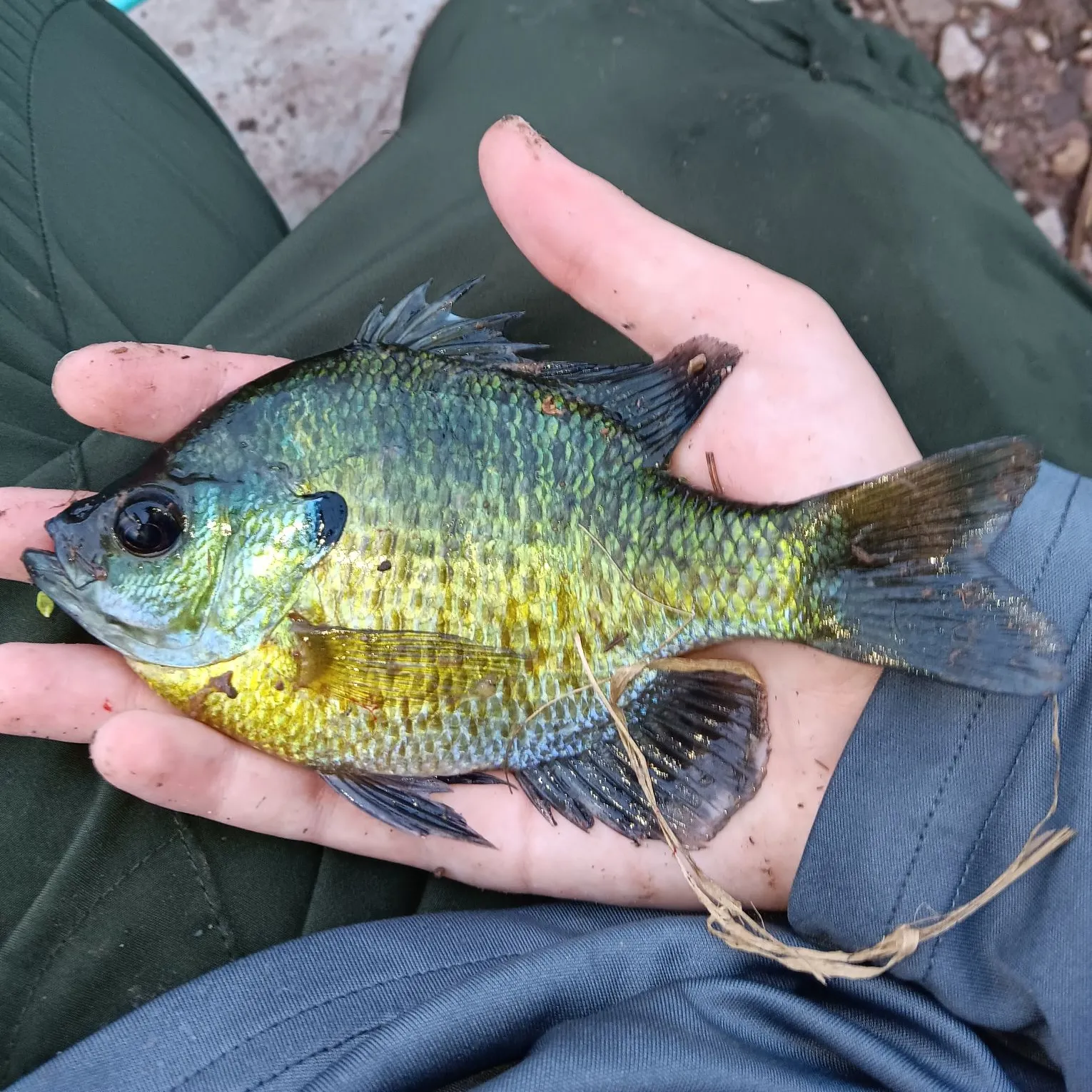 Bluegill caught on Fishbrain